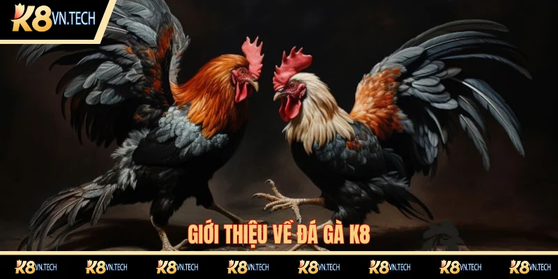 Tổng quan về chuyên mục đá gà K8
